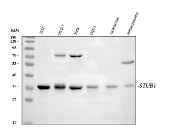 Anti-STUB1 Antibody