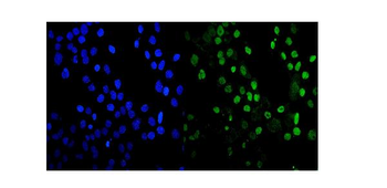 Anti-MDC1 Antibody