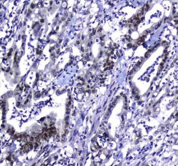 Anti-MDC1 Antibody