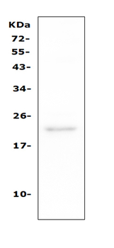 Anti-TAPA1/CD81 Antibody