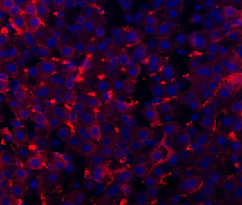 Anti-TAPA1/Cd81 Antibody