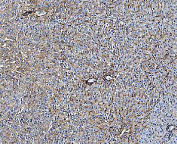 Anti-TAPA1/Cd81 Antibody
