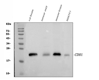 Anti-TAPA1/Cd81 Antibody