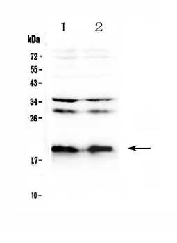 Neuropeptide S/NPS Rabbit Polyclonal Antibody