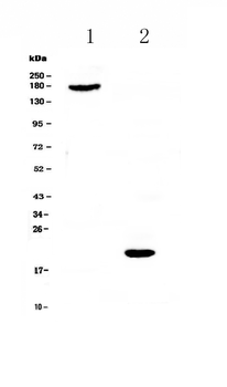 COL18A1 Antibody