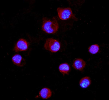 Anti-CD16/FCGR3A Antibody