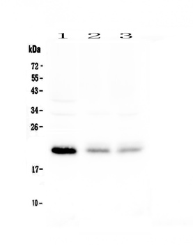BNIP3 Antibody