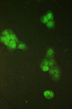 SMC6L1 Antibody
