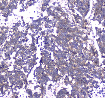 Anti-RAB27A Antibody