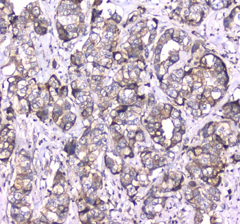 Anti-RAB27A Antibody