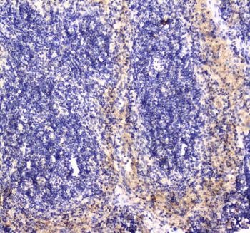 Anti-RAB27A Antibody
