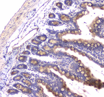 Anti-RAB27A Antibody