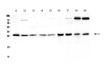 Anti-RAB27A Antibody