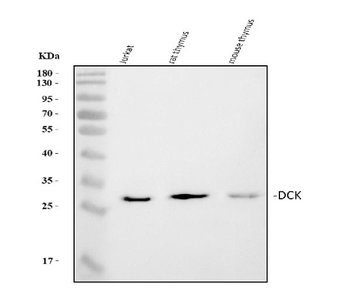 Anti-DCK Antibody