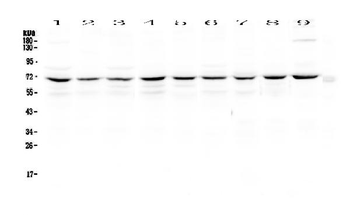 Anti-cIAP1/BIRC2 Antibody