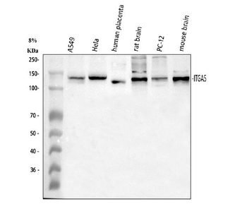 Anti-Integrin alpha 5/ITGA5 Antibody