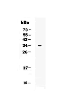 Anti-CD7 Antibody