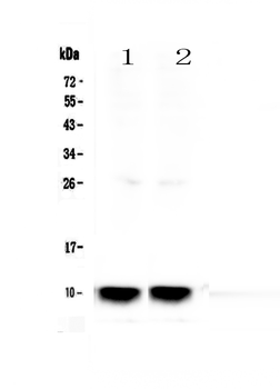 Anti-Uteroglobin/Scgb1a1 Antibody