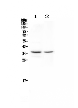 Anti-CD8 alpha/Cd8a Antibody
