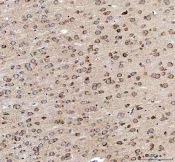 Anti-EEA1 Antibody