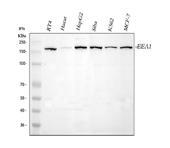 Anti-EEA1 Antibody