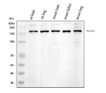 Anti-EEA1 Antibody