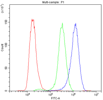 Anti-Synaptotagmin 1/SYT1 Antibody
