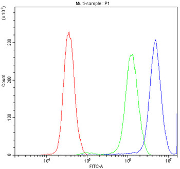 Anti-Synaptotagmin 1/SYT1 Antibody