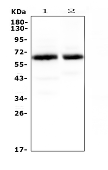 Anti-Synaptotagmin 1/SYT1 Antibody