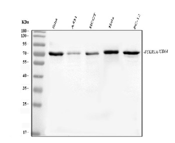 FCGR1A Antibody