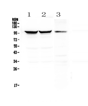 Dynamin 1/DNM1 Antibody