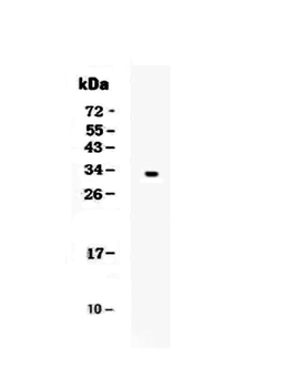Anti-Kallikrein 1/KLK1 Antibody
