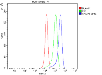 Anti-Caspase 4/CASP4 Antibody