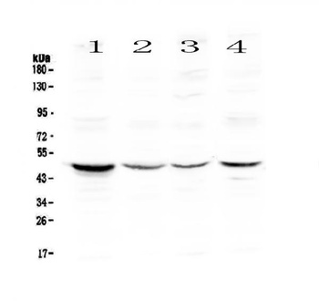 Caspase 4/CASP4 Antibody