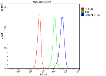 Anti-Caspase 4/CASP4 Antibody