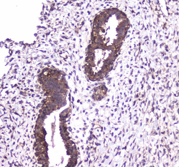 Anti-Caspase 4/CASP4 Antibody