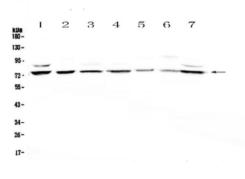 E74 like factor 1/ELF1 Rabbit Polyclonal Antibody
