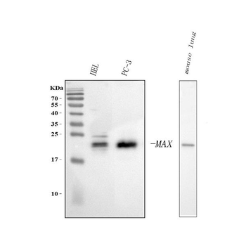 Anti-MAX Antibody