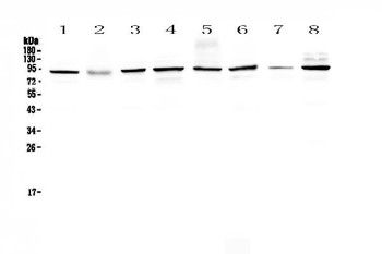Anti-SAE2/UBA2 Antibody