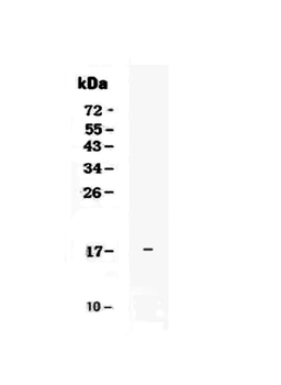 IL17E/IL25 Antibody