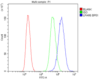 P2RY5/LPAR6 Rabbit Polyclonal Antibody