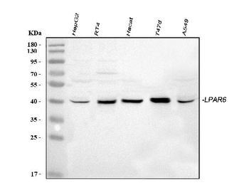P2RY5/LPAR6 Rabbit Polyclonal Antibody