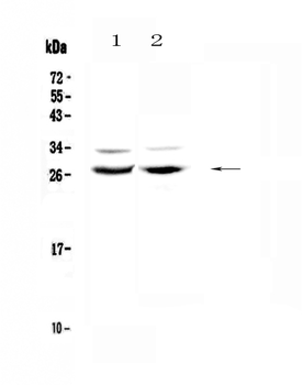 Mad/MXD1 Antibody