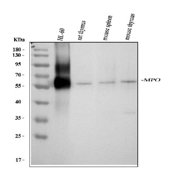 Myeloperoxidase/MPO Antibody