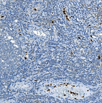 Anti-Myeloperoxidase/MPO Antibody