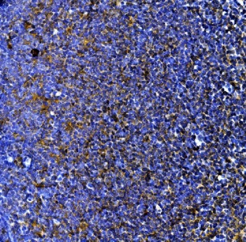 Myeloperoxidase/MPO Antibody