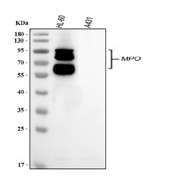 Myeloperoxidase/MPO Antibody