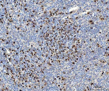 Myeloperoxidase/MPO Antibody