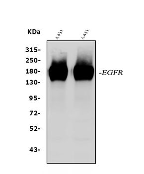 EGFR Antibody