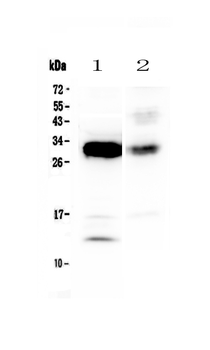 Anti-IL33 Antibody